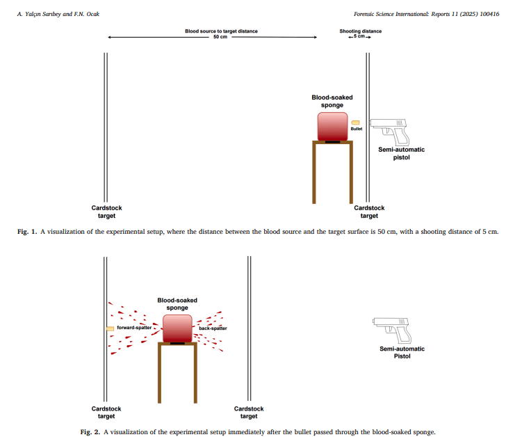 Forward Spatter Bloodstain Pattern Analysis: AO Estimation Using Image Processing and Numerical&nbsp;Modeling